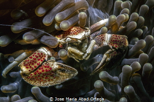 Porcelain crab  Neopetrolisthes maculatus by Jose Maria Abad Ortega 